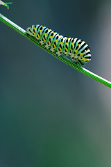 Image showing wild caterpillar of  Macaone