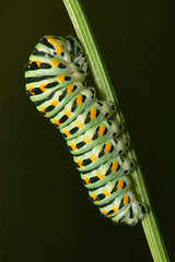 Image showing wild caterpillar of