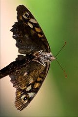 Image showing of wild brown