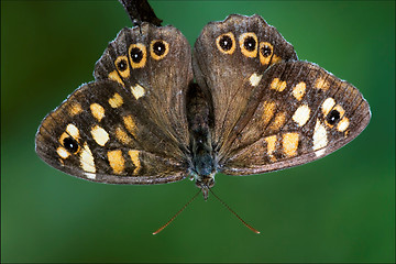 Image showing orange butterfly  on 