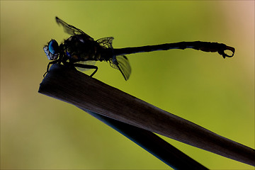 Image showing side    wild  yellow black dragonfly anax