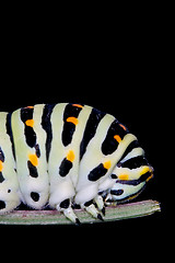 Image showing head of a caterpillar 