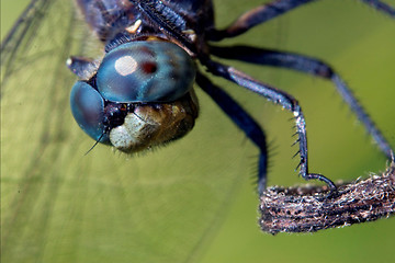 Image showing head of wild blue dragonfly