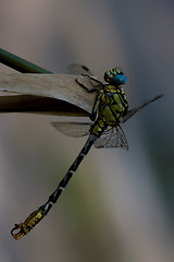 Image showing wild black yellow