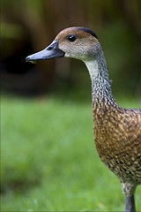 Image showing side  of duck whit black eye in bush