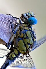 Image showing  dragonfly anax imperator 