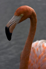 Image showing  yellow eye in republica dominicana gray 