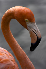 Image showing yellow eye in republica dominicana