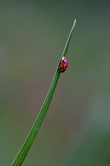 Image showing  ocellata coleoptera on a grass 