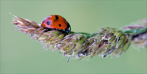 Image showing red ladybug coccinellidae anatis ocellata