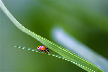 Image showing the side of red ladybug c