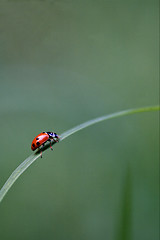 Image showing the side of  wild red ladybug coccinellidae 