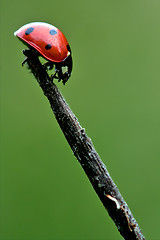 Image showing  side of  wild red ladybug