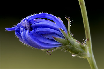 Image showing blue composite  cichorium   pumilium