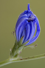 Image showing flower close up of a blue composite  