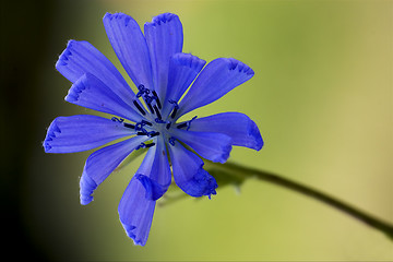 Image showing flower close up of a blue composite