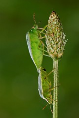 Image showing Heteroptera pentatomidae and reproduction