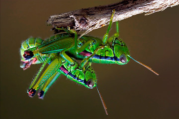 Image showing  grasshopper   having sex