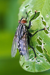 Image showing muscidae musca domestica in a leaf