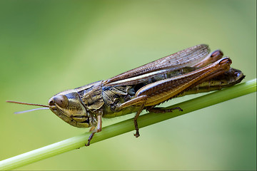 Image showing brown  grasshopper chorthippus brunneus in