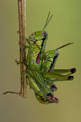 Image showing close up of two grasshopper Orthopterous having 