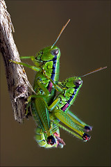 Image showing  grasshopper Orthopterous having 