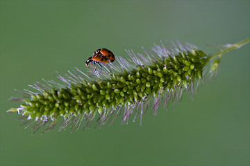 Image showing the side of  sex wild red ladybug coccinellidae anatis  