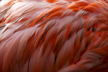 Image showing pink flamengo   plumage  abstract 