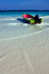 Image showing sea weed  in mexico playa del carmen