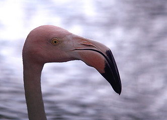 Image showing whit yellow eye in republica  