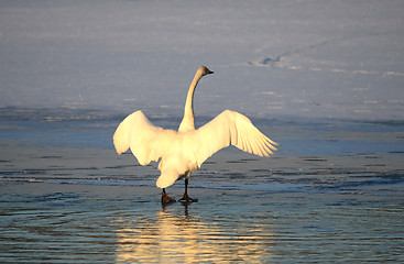 Image showing Whooper swan