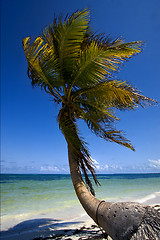 Image showing coastline in the caraibbien blue lagoon sian kaan  