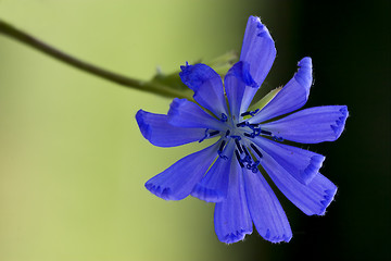 Image showing flower close up of a blue