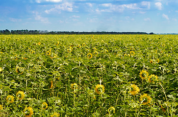 Image showing field of sunflowers