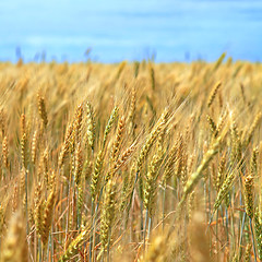 Image showing field of wheat