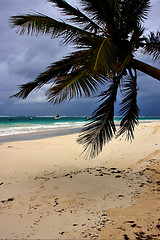 Image showing  froth cloudy  sea weed  in mexico 