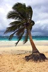 Image showing  sea weed  and coastline in mexico 