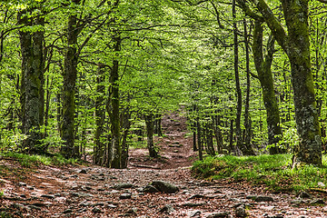 Image showing Footpath in a Beautiful Green Forest