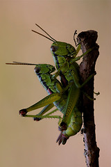 Image showing close up of two grasshopper Orthopterous having sex o