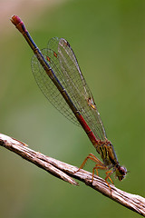 Image showing coenagrion puella on a flower in 