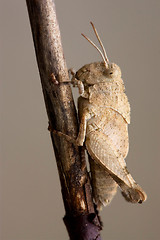 Image showing grasshopp