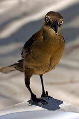 Image showing  sparrow   in sand mexico tulum