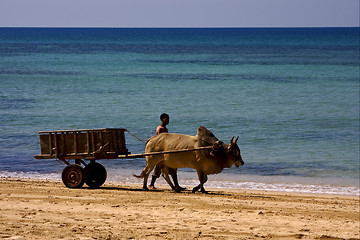 Image showing  people dustman lagoon worker animal and coastline