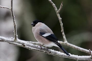 Image showing bullfinch