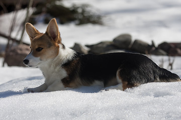 Image showing puppy in snow