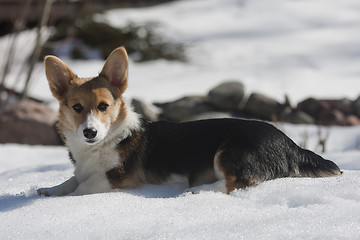 Image showing puppy