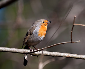 Image showing red robin