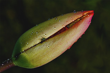 Image showing  rhoeas argemone setigerum hybridum 