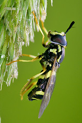 Image showing volucella flower