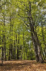 Image showing Footpath in a Beautiful Green Forest